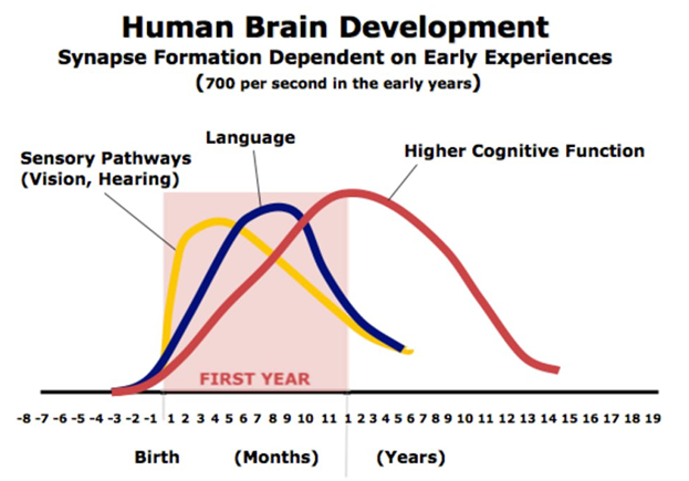 Human Brain Development